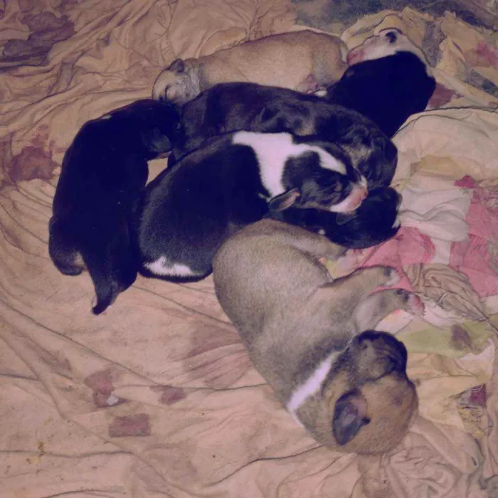 Cachorro raça  idade  nome Não tem nomes 