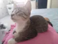 Floquinho