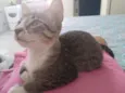 Floquinho