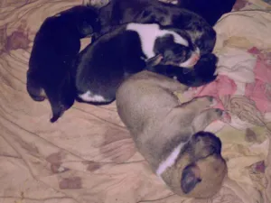 Cachorro raça  idade  nome Não tem nomes 