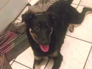 Cachorro raça Sem raça definida idade 7 a 11 meses nome Maria
