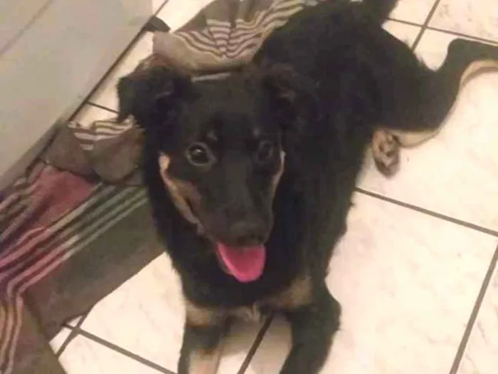 Cachorro ra a Sem raça definida idade 7 a 11 meses nome Maria