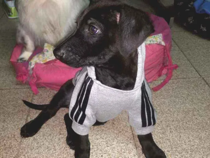 Cachorro ra a SRD  idade 2 a 6 meses nome Juninho 