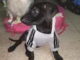 Juninho
