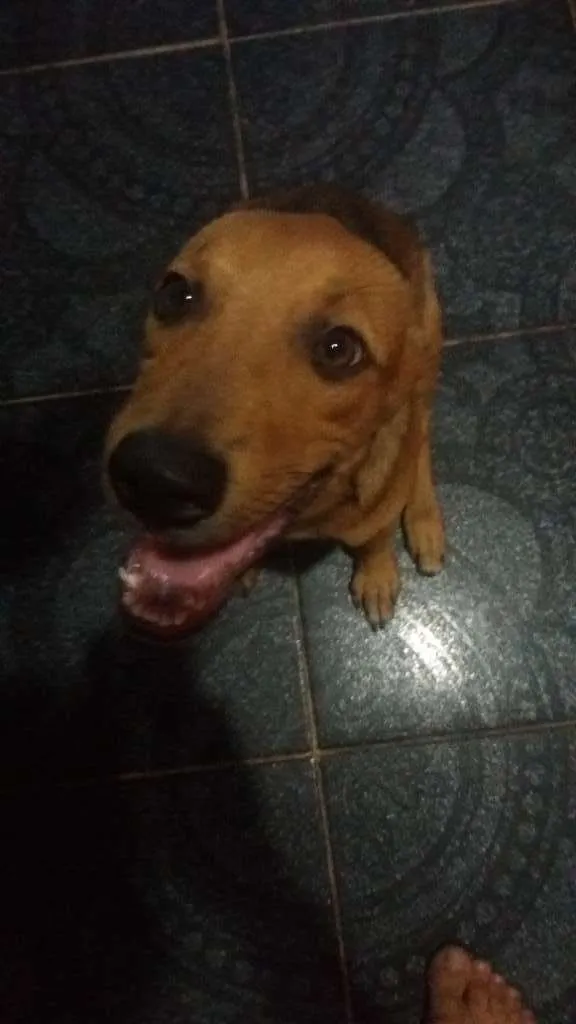 Cachorro ra a Misturado idade 2 a 6 meses nome Filhote