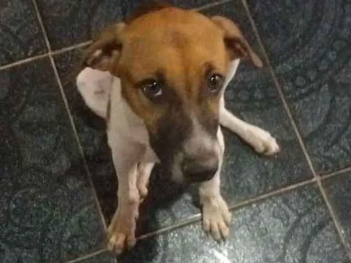 Cachorro ra a Misturado idade 2 a 6 meses nome Filhote