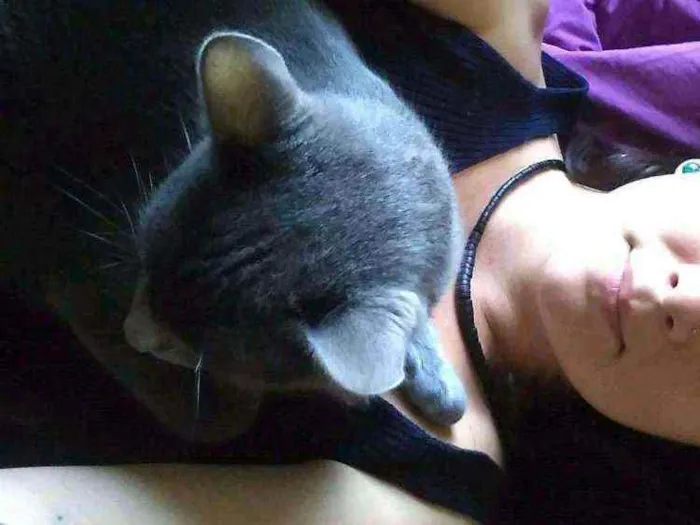 Gato ra a SRD idade 2 anos nome Valente