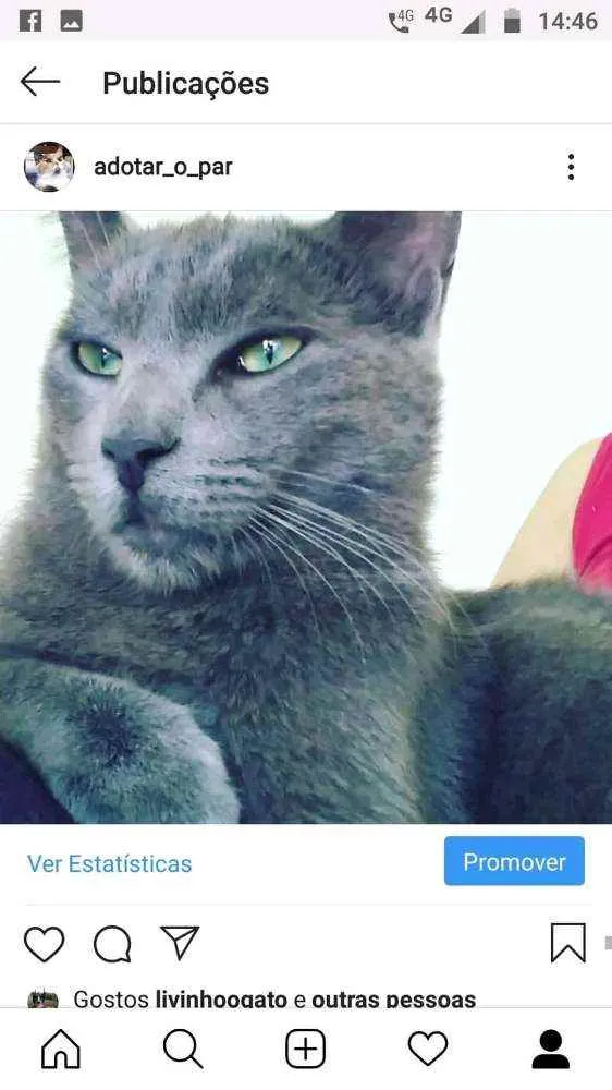 Gato ra a SRD idade 2 anos nome Valente