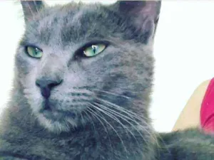 Gato raça SRD idade 2 anos nome Valente