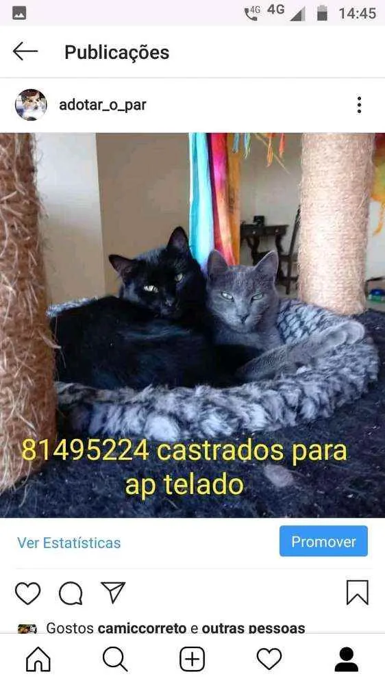 Gato ra a SRD idade 2 anos nome Rasputin