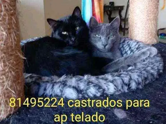 Gato ra a SRD idade 2 anos nome Rasputin