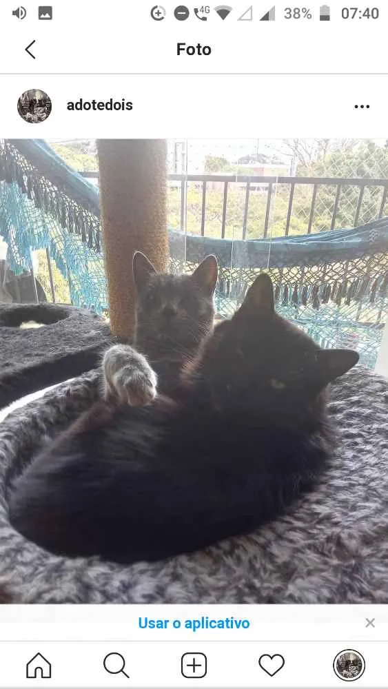 Gato ra a SRD idade 2 anos nome Rasputin
