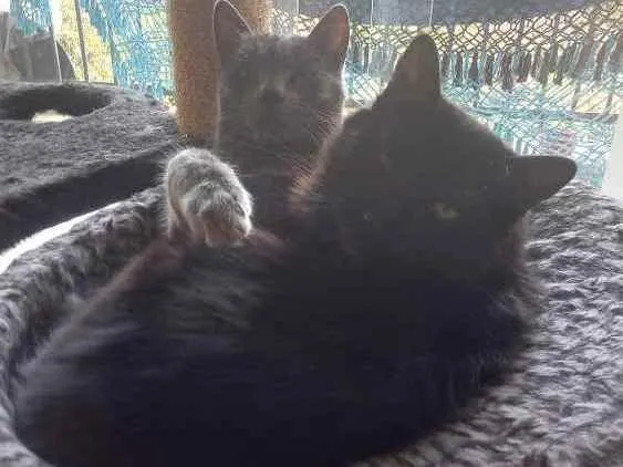 Gato ra a SRD idade 2 anos nome Rasputin