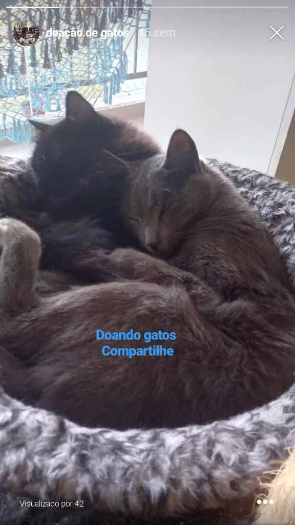 Gato ra a SRD idade 2 anos nome Rasputin