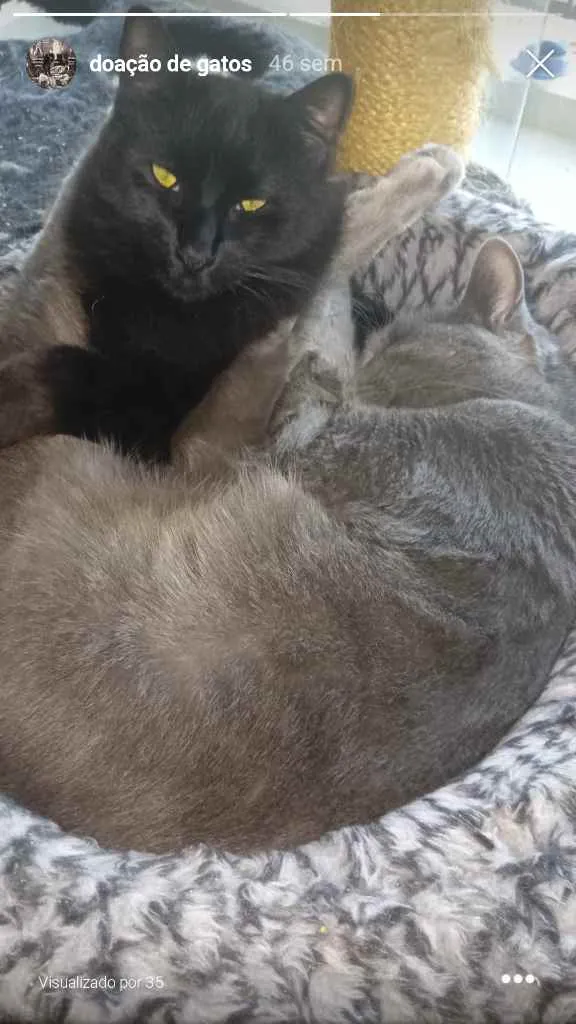 Gato ra a SRD idade 2 anos nome Rasputin