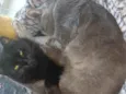 Rasputin