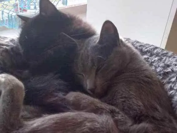 Gato ra a SRD idade 2 anos nome Rasputin