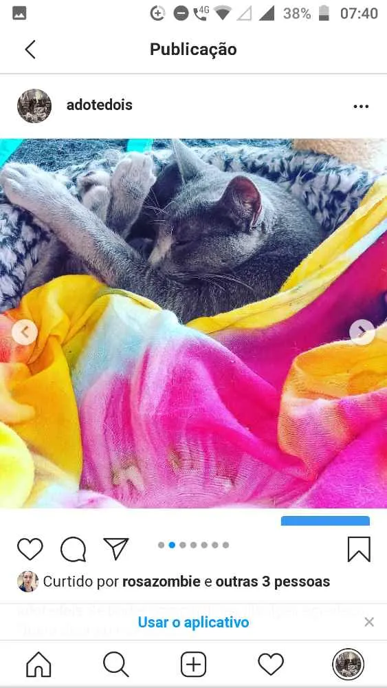 Gato ra a SRD idade 2 anos nome Valente
