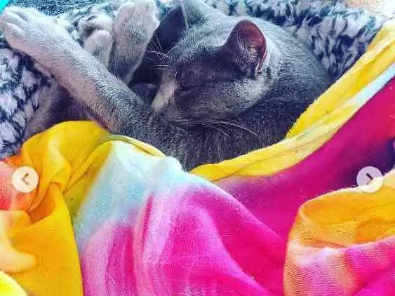 Gato ra a SRD idade 2 anos nome Valente