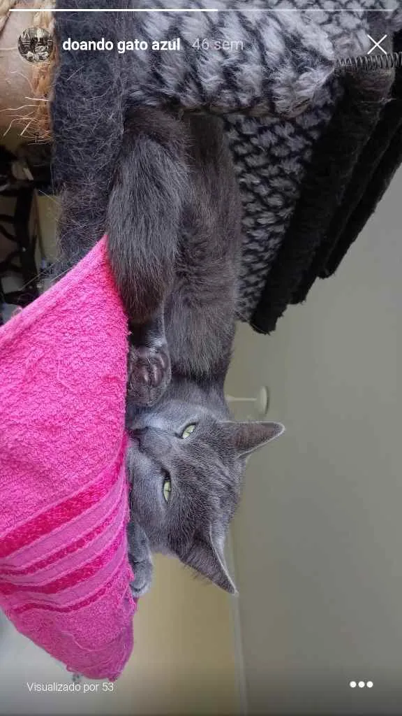 Gato ra a SRD idade 2 anos nome Valente