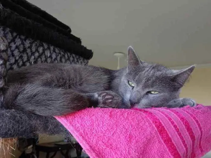 Gato ra a SRD idade 2 anos nome Valente