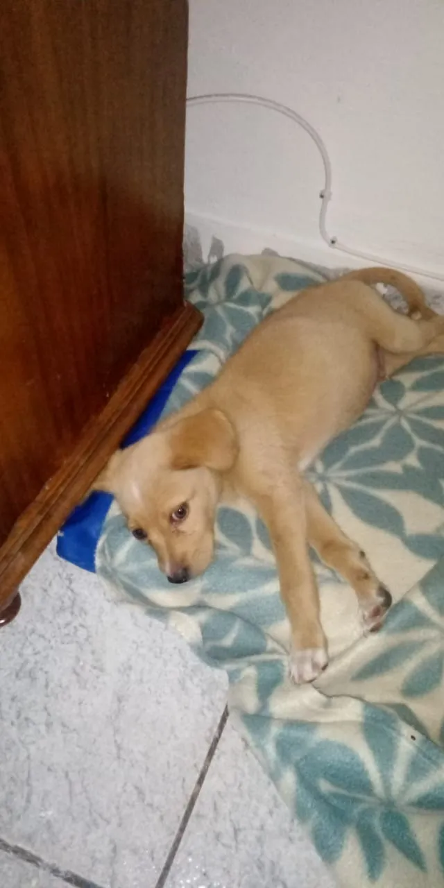 Cachorro ra a Indefinida idade Abaixo de 2 meses nome Não tem 