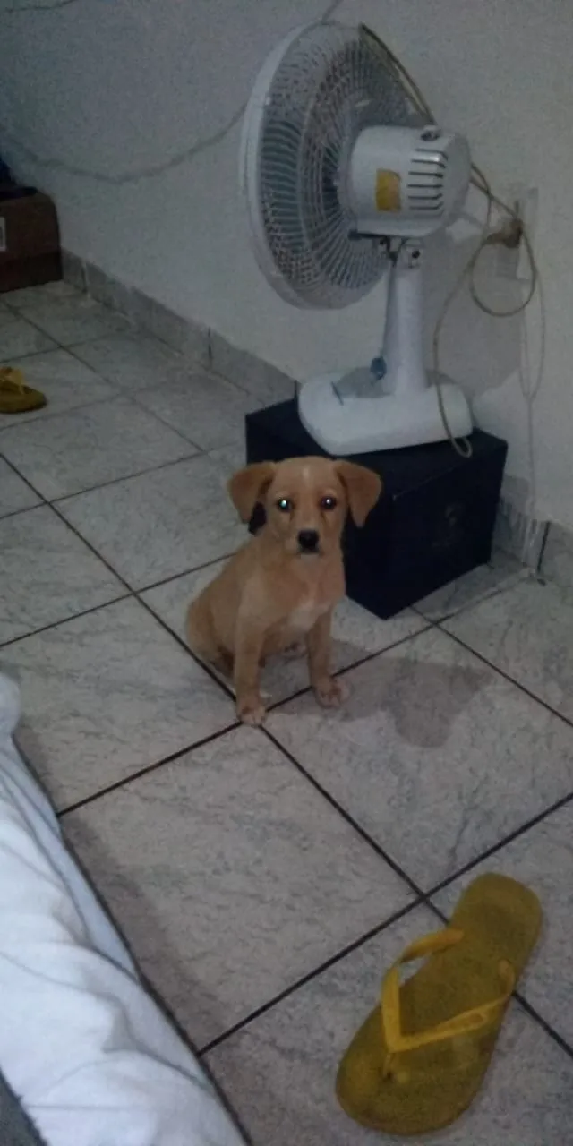 Cachorro ra a Indefinida idade Abaixo de 2 meses nome Não tem 