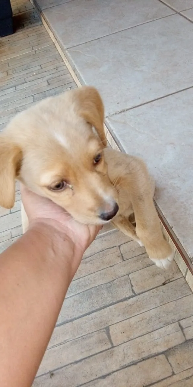 Cachorro ra a Indefinida idade Abaixo de 2 meses nome Não tem 