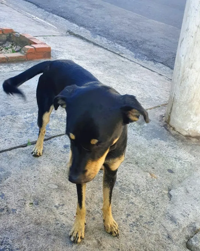 Cachorro ra a SRD idade 1 ano nome Romeu