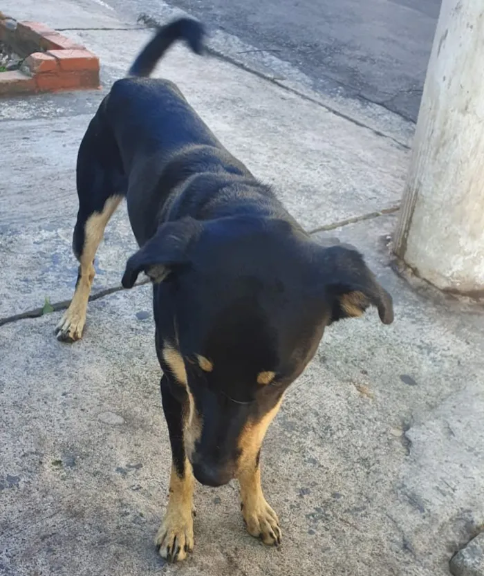 Cachorro ra a SRD idade 1 ano nome Romeu