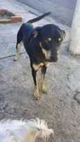 Romeu