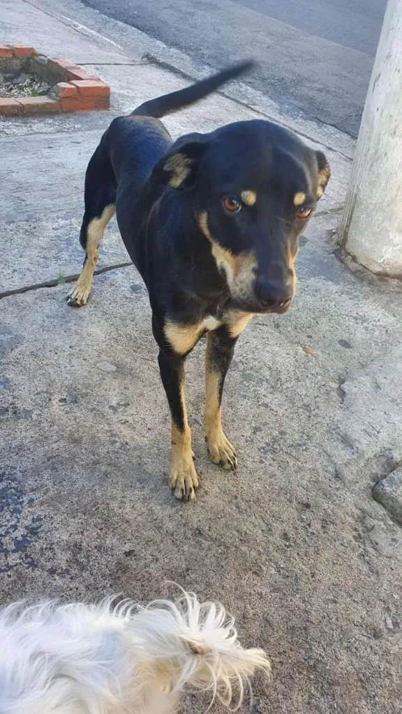 Cachorro ra a SRD idade 1 ano nome Romeu