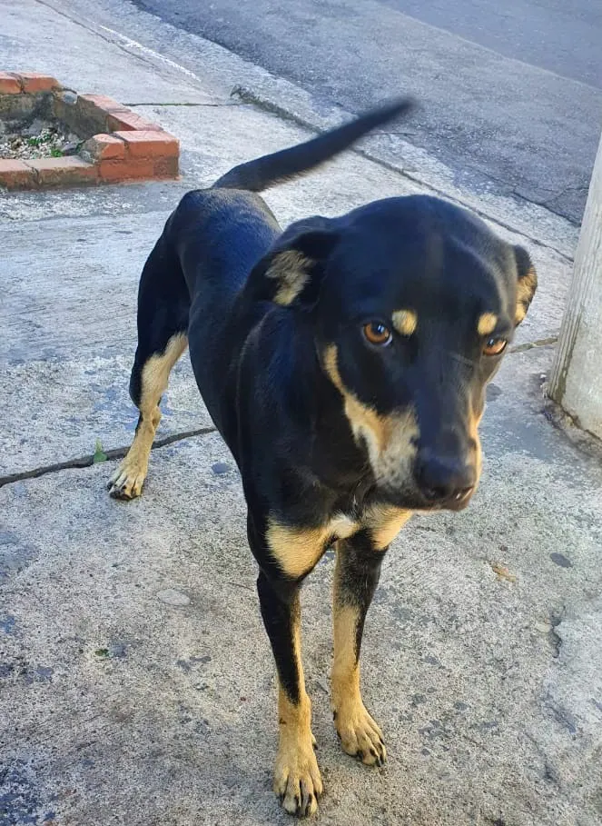 Cachorro ra a SRD idade 1 ano nome Romeu