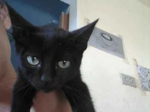 Gato raça  idade 2 a 6 meses nome Night