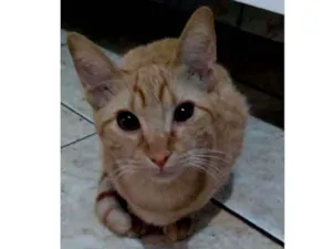 Gato raça SRD idade 2 a 6 meses nome Josy