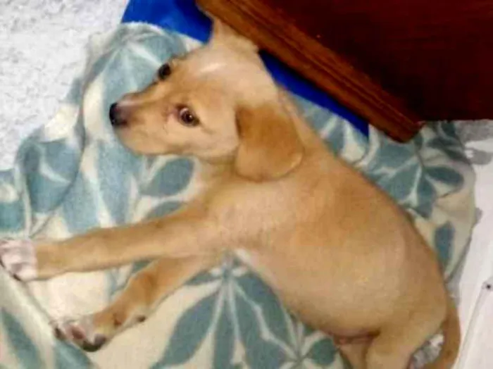 Cachorro ra a Indefinida idade Abaixo de 2 meses nome Não tem 