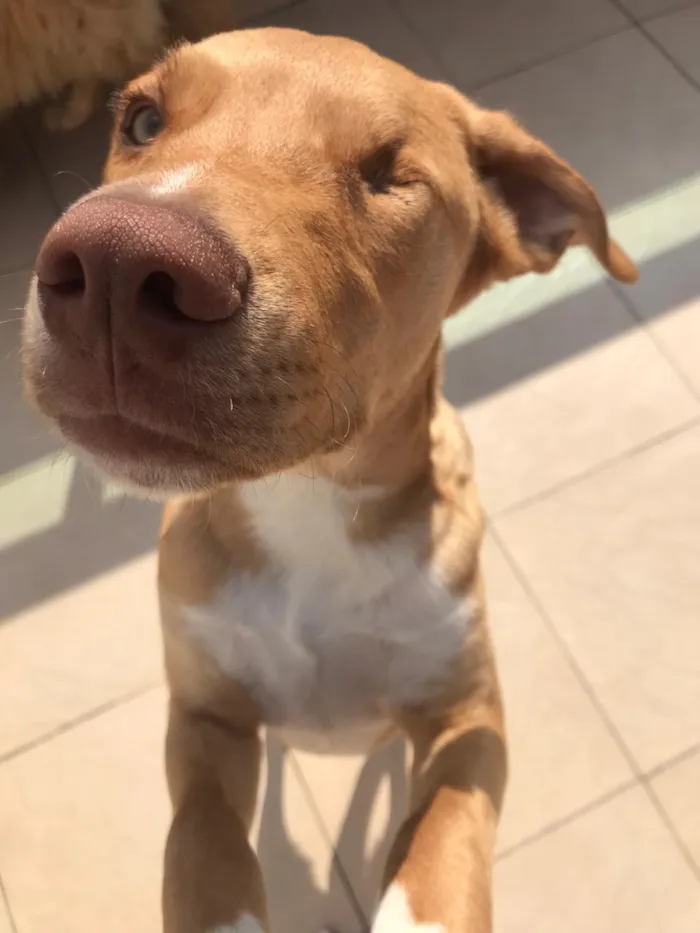 Cachorro ra a SRD-ViraLata idade 7 a 11 meses nome Torresmo