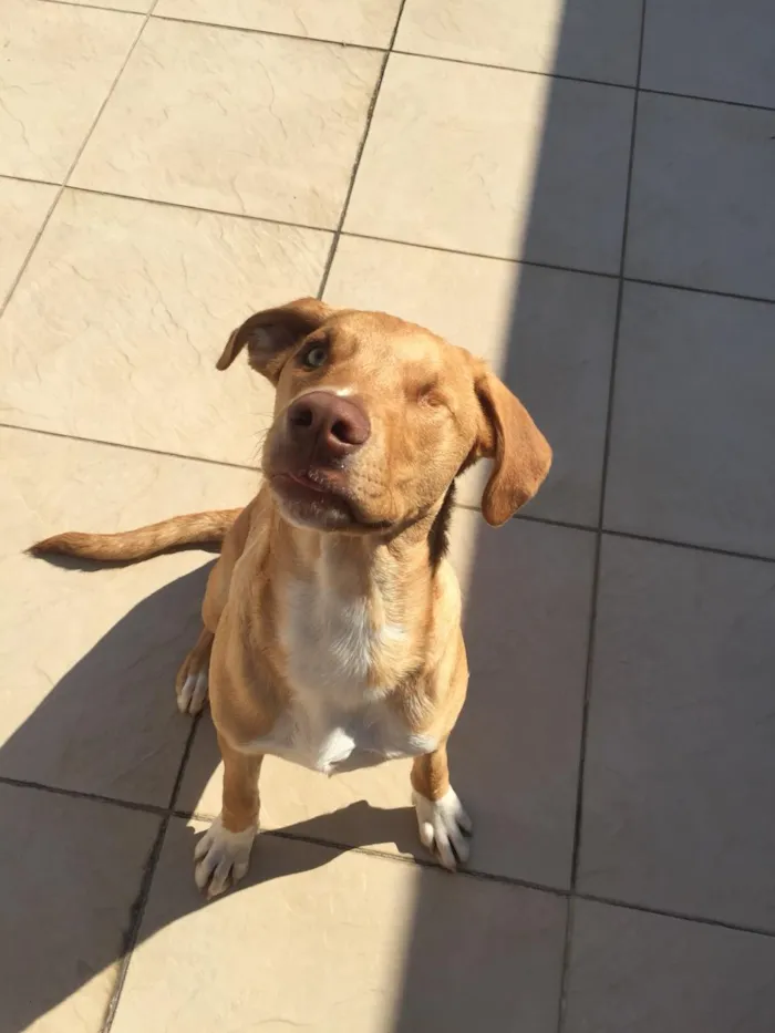 Cachorro ra a SRD-ViraLata idade 7 a 11 meses nome Torresmo