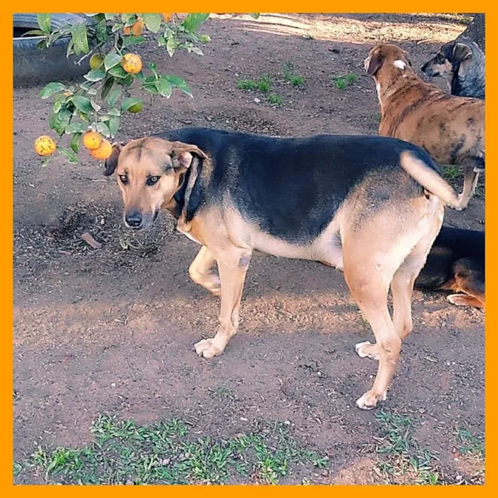 Cachorro ra a srd idade 6 ou mais anos nome Ziáh