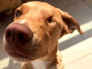 Cachorro raça SRD-ViraLata idade 7 a 11 meses nome Torresmo