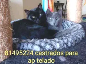 Gato raça SRD idade 2 anos nome Rasputin
