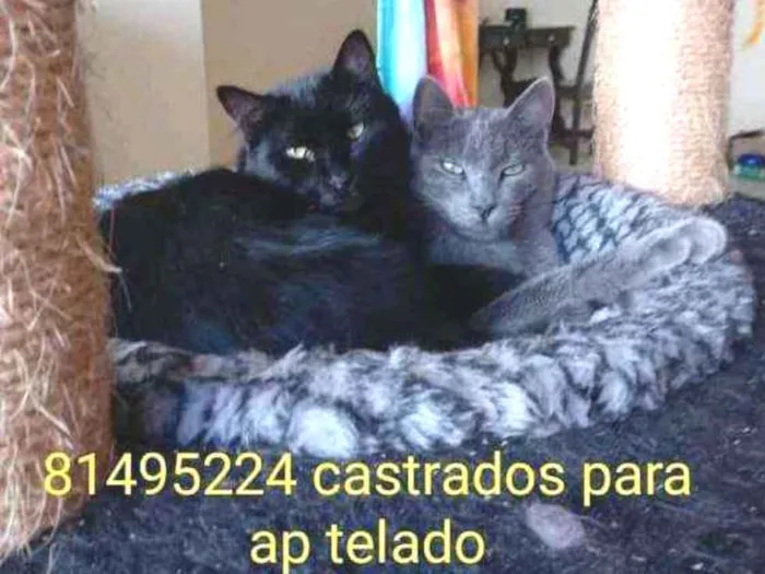 Gato ra a SRD idade 2 anos nome Rasputin