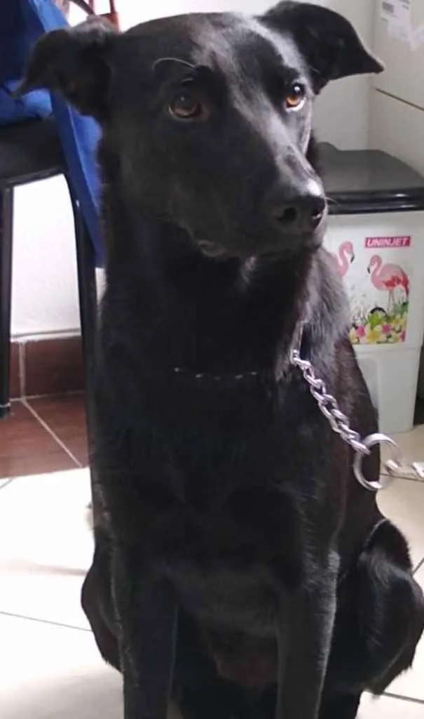 Cachorro ra a SRD idade 7 a 11 meses nome Lua