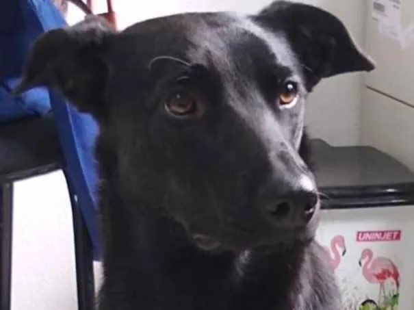 Cachorro ra a SRD idade 7 a 11 meses nome Lua