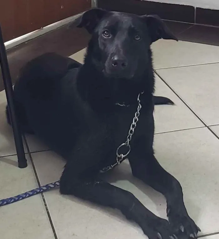 Cachorro ra a SRD idade 7 a 11 meses nome Lua