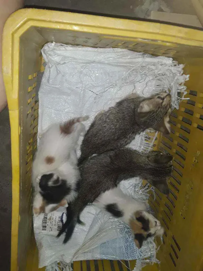 Gato raça . idade Abaixo de 2 meses nome Mel