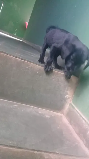 Cachorro ra a labrador  idade 1 ano nome Jady