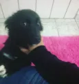 pipoca