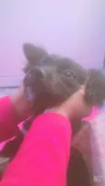 pipoca