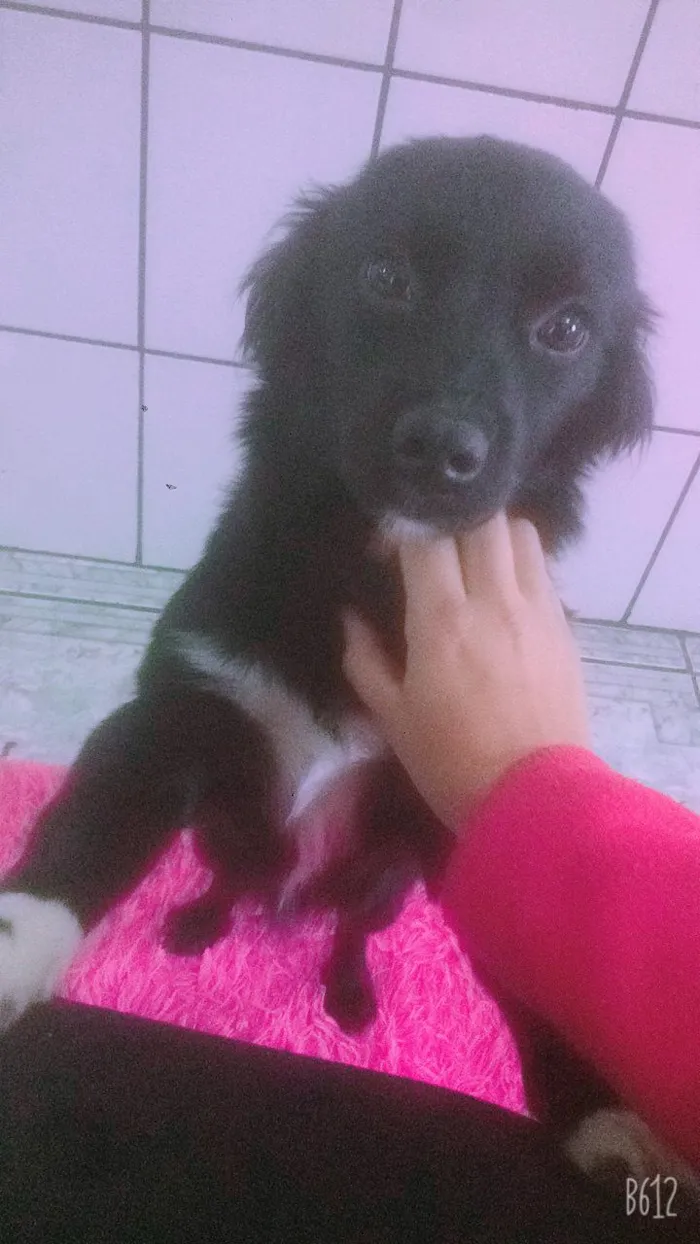 Cachorro raça misturado idade 7 a 11 meses nome pipoca
